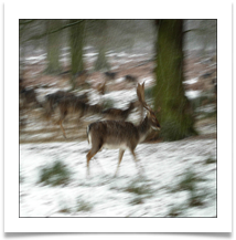 deer snow 6 - Alan Taylor.